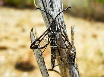 Pyropteron hispanicum Kallies adulte - �Alexandre Cr�gu