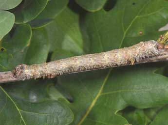  Chenille de Gerinia honoraria D. & S. - �Philippe Mothiron