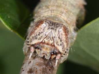  Chenille de Gerinia honoraria D. & S. - �Philippe Mothiron