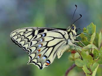 Papilio hospiton Gen� adulte - �Lionel Taurand