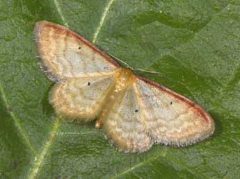 Idaea humiliata Hfn. adulte - �Philippe Mothiron