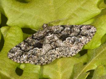 Peribatodes ilicaria Gey. adulte - �Philippe Mothiron