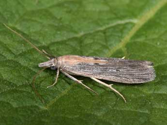 Epischnia illotella Z. adulte - �Philippe Mothiron