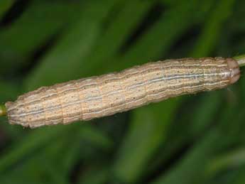  Chenille de Mythimna impura Hb. - �Wolfgang Wagner, www.pyrgus.de