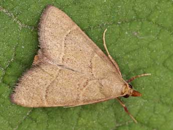 Hypsopygia incarnatalis Z. adulte - �Lionel Taurand