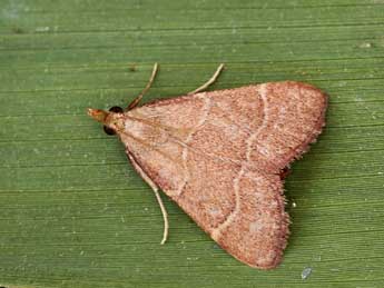 Hypsopygia incarnatalis Z. adulte - �Lionel Taurand