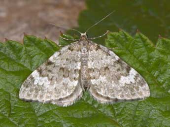 &copy;Philippe Mothiron. Perizoma incultaria H.-S.