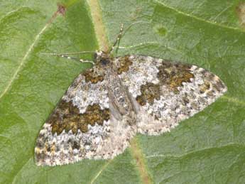 Entephria infidaria Lah. adulte - �Philippe Mothiron