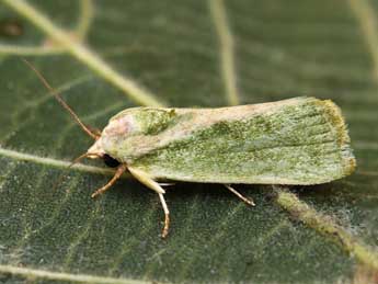 Earias insulana Bsdv. adulte - �Lionel Taurand