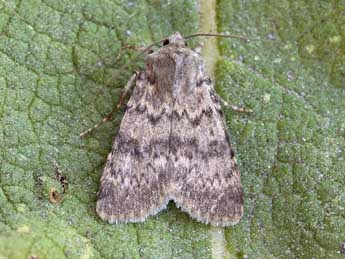 Standfussiana insulicola Trti adulte - �Lionel Taurand