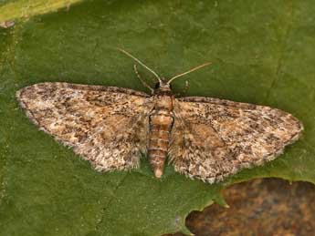 Eupithecia inturbata Hb. adulte - �Lionel Taurand