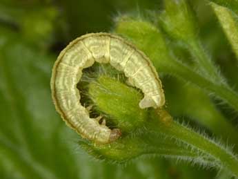  Chenille de Eupithecia inturbata Hb. - �Philippe Mothiron