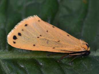 Setina irrorella L. adulte - �Philippe Mothiron