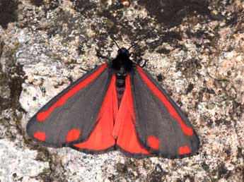 Tyria jacobaeae L. adulte - �Philippe Mothiron