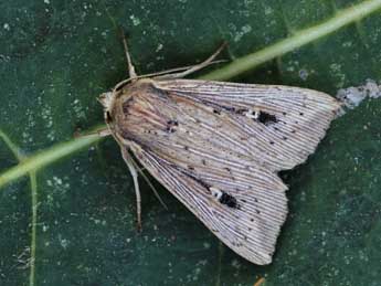 Leucania joannisi Bsn & Rgs adulte - �Lionel Taurand