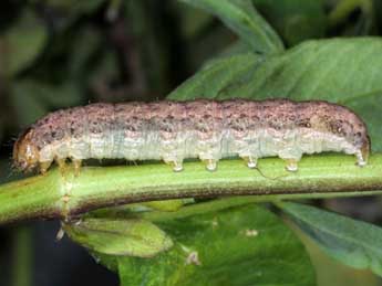  Chenille de Sideridis kitti Schaw. - �Wolfgang Wagner, www.pyrgus.de