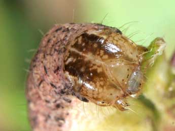  Chenille de Sideridis kitti Schaw. - �Wolfgang Wagner, www.pyrgus.de