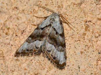 Nola kruegeri Trti adulte - �David Renoult