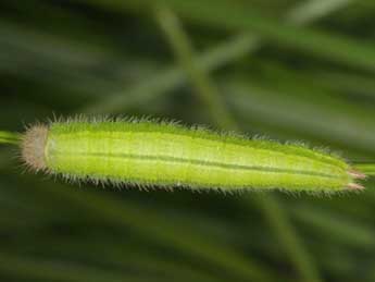  Chenille de Melanargia lachesis Hb. - �Wolfgang Wagner, www.pyrgus.de