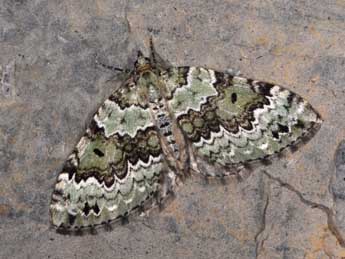 Colostygia laetaria Lah. adulte - �Philippe Mothiron