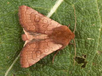 Sideridis lampra Schaw. adulte - �Philippe Mothiron