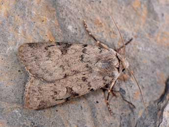 Epipsilia latens Hb. adulte - �Philippe Mothiron