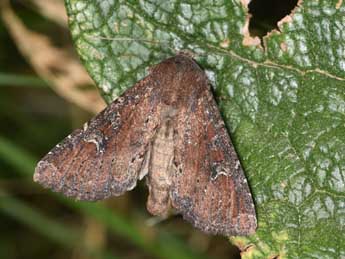 Apamea lateritia Hfn. adulte - �Philippe Mothiron