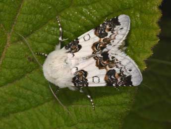 Enterpia laudeti Bsdv. adulte - �Philippe Mothiron