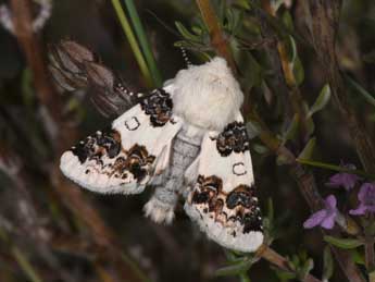 Enterpia laudeti Bsdv. adulte - �Philippe Mothiron