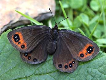 Erebia lefebvrei Bsdv. adulte - �Lionel Taurand