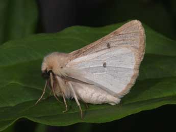 Dyscia lentiscaria Donz. adulte - �Philippe Mothiron