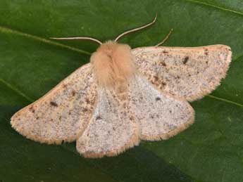 Dyscia lentiscaria Donz. adulte - �Philippe Mothiron