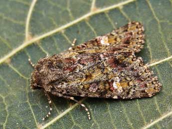 Polymixis lichenea Hb. adulte - �Lionel Taurand