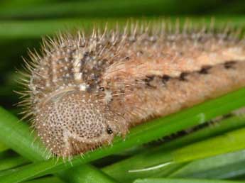  Chenille de Erebia ligea L. - �Wolfgang Wagner, www.pyrgus.de
