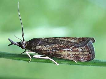 Hypochalcia lignella Hb. adulte - �Thierry Roy