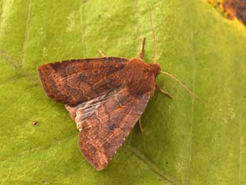 Conistra ligula Esp. adulte - �Philippe Mothiron