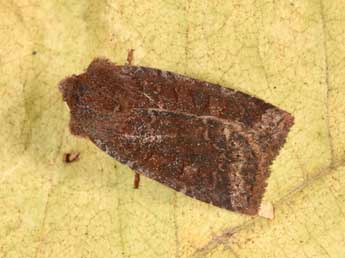 Conistra ligula Esp. adulte - �Philippe Mothiron