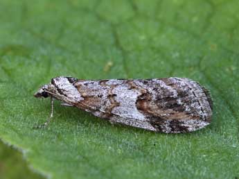 Chesias linogrisearia Const. adulte - �Lionel Taurand