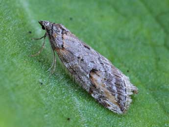 Chesias linogrisearia Const. adulte - �Lionel Taurand