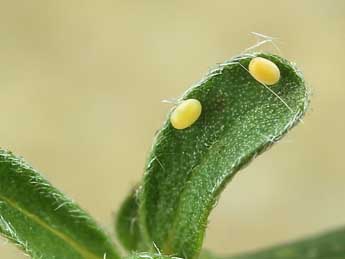  Oeuf de Chesias linogrisearia Const. - �Lionel Taurand