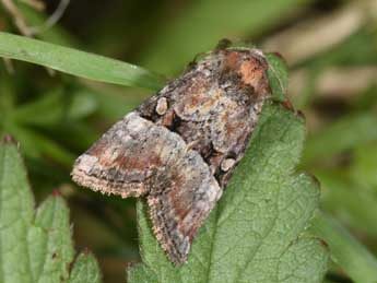 Litoligia literosa Hw. adulte - �Philippe Mothiron