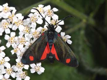 Zygaena transalpina Esp. adulte - �Philippe Mothiron