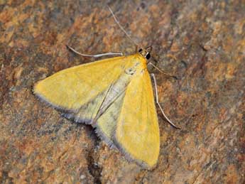 Mecyna lutealis Dup. adulte - �Lionel Taurand