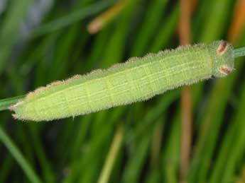  Chenille de Hyponephele lycaon K�hn - �Wolfgang Wagner, www.pyrgus.de
