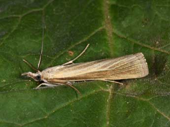 Catoptria lythargyrella Hb. adulte - �Philippe Mothiron