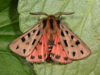 Chelis maculosa D. & S. adulte - �Philippe Mothiron