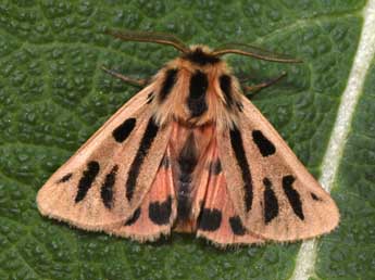 Chelis maculosa D. & S. adulte - �Philippe Mothiron