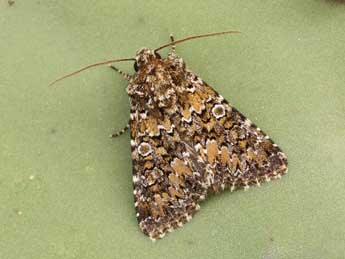 Hadena magnolii Bsdv. adulte - �Lionel Taurand