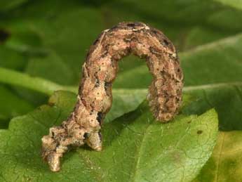  Chenille de Larentia malvata Rbr - �Philippe Mothiron