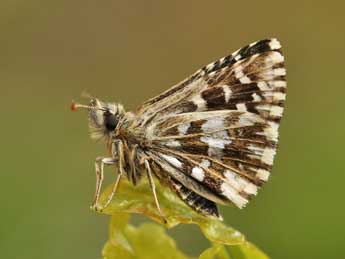 Pyrgus malvoides Elw. & Ed. adulte - �Lionel Taurand